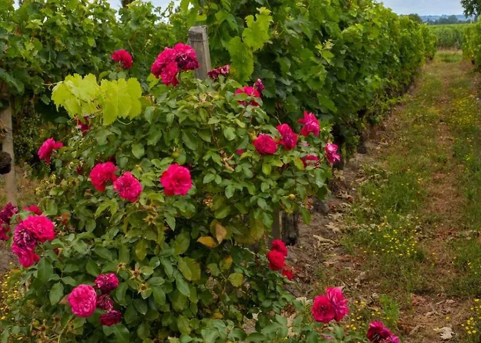 Chateau Vieux Clos Elise 4* Saint-Émilion